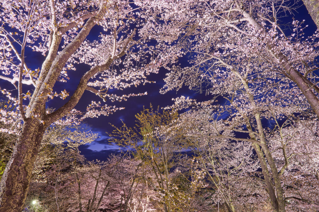 旭川の春と言えばこれ！「旭山公園 夜桜まつり」