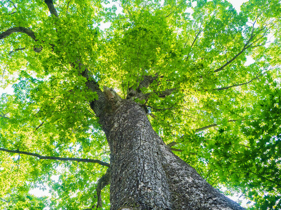 ミズナラの基礎知識 | 旭川家具と所縁のある木材。