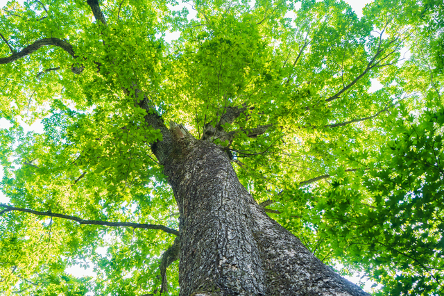 ミズナラの基礎知識 | 旭川家具と所縁のある木材。 | 旭川木工センター