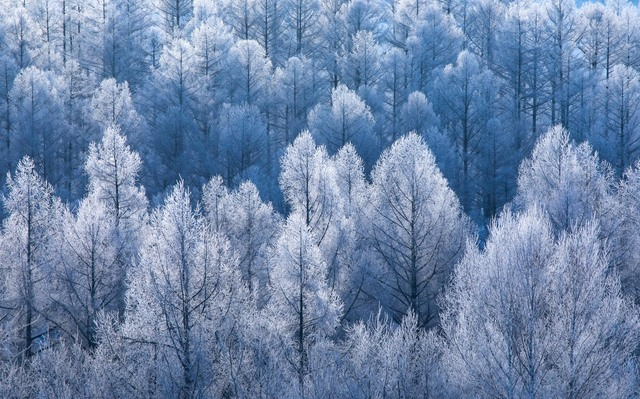 旭川の木材が育む「旭川家具」は日本を代表するブランドになったのか?