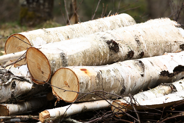 白樺の木材の魅力【3つのメリット】 