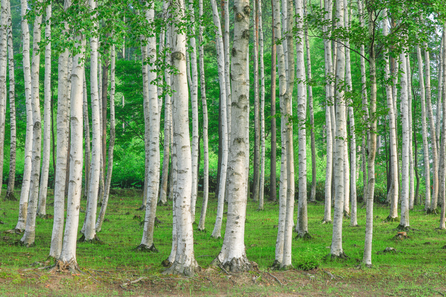 白樺の木材とは？白い木肌が織りなす「北欧の癒し」