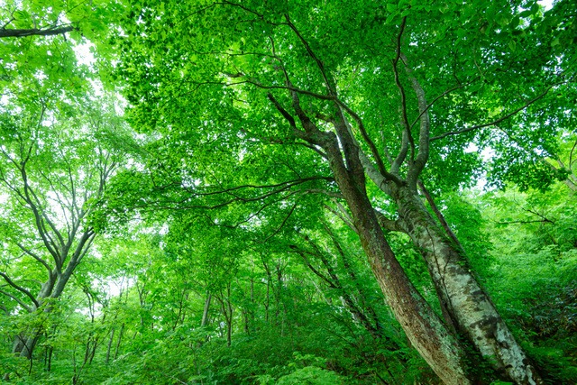 タモ無垢材とは