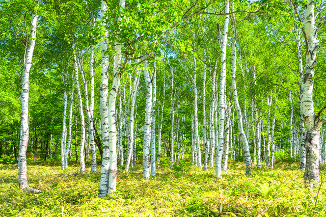 北海道で木工体験なら家具の町「旭川」エリアがおすすめな理由