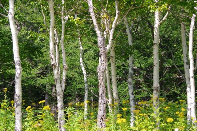 はじめに:なぜ北海道の木工工房から「一生モノ」の家具や雑貨が生まれるのか?